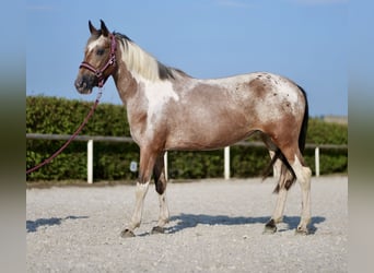 Andalusier, Stute, 13 Jahre, 14,2 hh, Red Dun