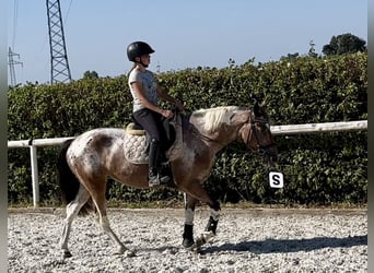 Andalusier, Stute, 13 Jahre, 14,2 hh, Red Dun