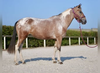 Andalusier, Stute, 13 Jahre, 14,2 hh, Red Dun