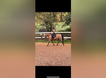 Andalusian, Mare, 13 years, 14,2 hh, Dun