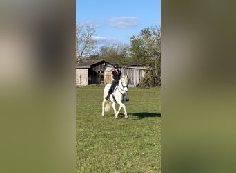 Andalusian, Mare, 13 years, 15.1 hh, Cremello