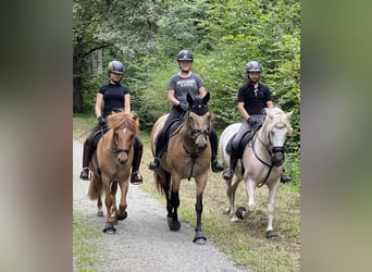 Andalusian, Mare, 13 years, 15.1 hh, Cremello