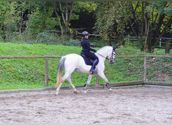 Andalusian, Mare, 13 years, 15.1 hh, Grey