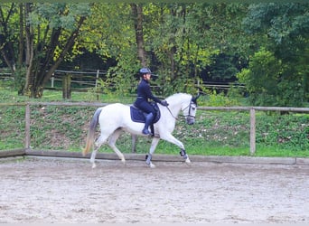Andalusian, Mare, 13 years, 15.1 hh, Grey