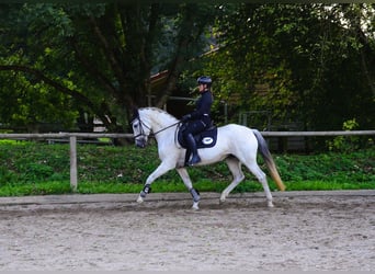 Andalusian, Mare, 13 years, 15.1 hh, Grey