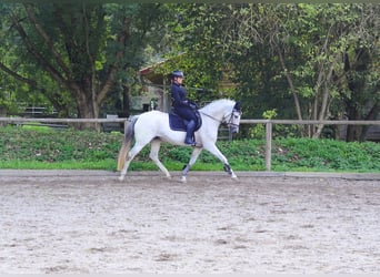 Andalusian, Mare, 13 years, 15.1 hh, Grey