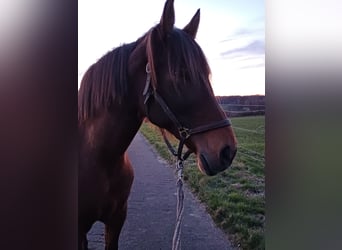 Andalusian Mix, Mare, 13 years, 15.2 hh, Brown