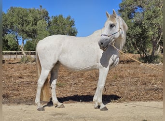 Andalusian, Mare, 13 years, 15.2 hh, Gray-Dapple