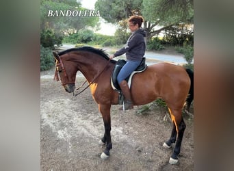 Andalusian, Mare, 13 years, 15.3 hh, Brown