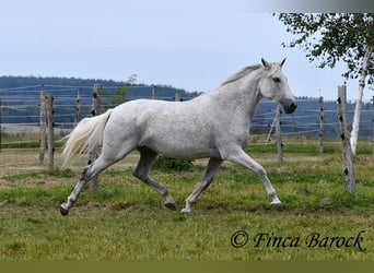 Andalusier, Stute, 13 Jahre, 15,3 hh, Schimmel