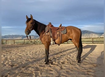 Andalusier, Stute, 13 Jahre, 15 hh, Rotbrauner