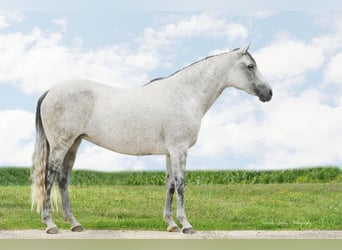 Andalusian Mix, Mare, 13 years, 15 hh, Gray