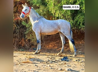 Andalusian, Mare, 13 years, 15 hh, Grey-Fleabitten