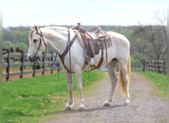 Andalusian, Mare, 13 years, 15,3 hh, Gray