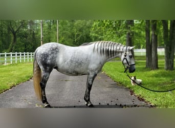 Andalusian, Mare, 13 years, Gray