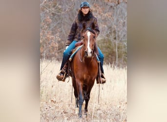 Andalusian, Mare, 14 years, 15,2 hh, Bay