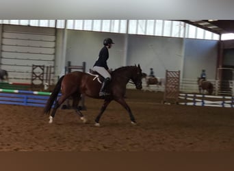 Andalusian, Mare, 14 years, 15,2 hh, Bay