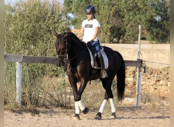 Andalusier, Stute, 14 Jahre, 15,2 hh, Rappe