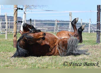 Andalusian, Mare, 14 years, 15.2 hh, Brown