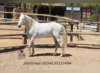 Andalusian Mix, Mare, 14 years, 15.2 hh, Gray
