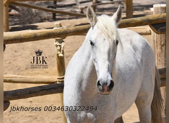 Andalusian Mix, Mare, 14 years, 15.2 hh, Gray