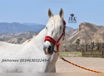 Andalusian Mix, Mare, 14 years, 15.2 hh, Gray