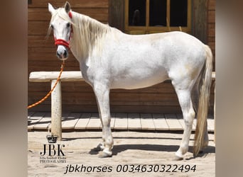 Andalusian Mix, Mare, 14 years, 15.2 hh, Gray