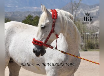 Andalusian Mix, Mare, 14 years, 15.2 hh, Gray