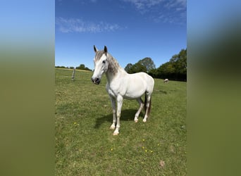 Andalusian, Mare, 14 years, 15.2 hh, Grey-Fleabitten