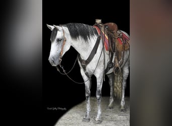 Andalusian Mix, Mare, 14 years, 15 hh, Gray