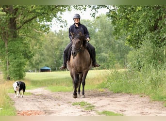 Andalusian Mix, Mare, 14 years, 15 hh, Grullo