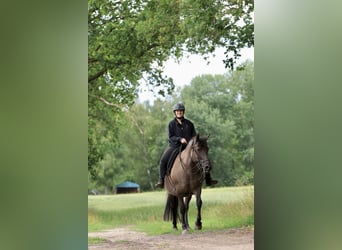 Andalusian Mix, Mare, 14 years, 15 hh, Grullo