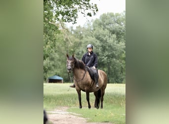 Andalusian Mix, Mare, 14 years, 15 hh, Grullo