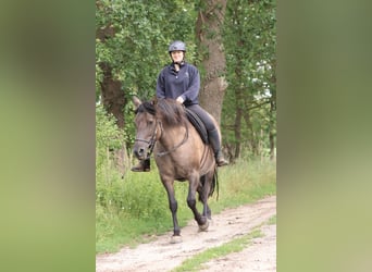 Andalusian Mix, Mare, 14 years, 15 hh, Grullo