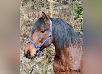 Andalusian, Mare, 14 years, 15,2 hh, Brown