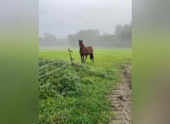 Andalusian, Mare, 14 years, 15,2 hh, Brown