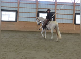 Andalusian, Mare, 14 years, 15,2 hh, Gray
