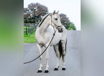 Andalusian, Mare, 14 years, 15,2 hh, Gray