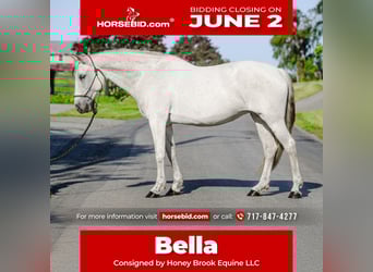 Andalusian, Mare, 14 years, 15,2 hh, Gray