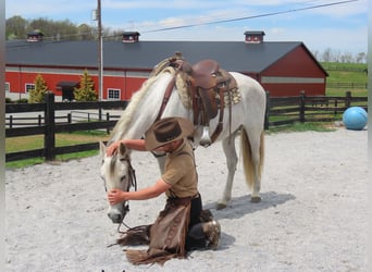 Andalusian, Mare, 14 years, 15,2 hh, Gray