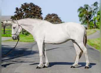 Andalusian, Mare, 14 years, 15,2 hh, Gray