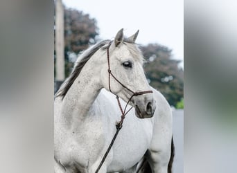 Andalusian, Mare, 14 years, 15,2 hh, Gray