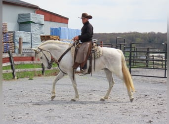 Andalusian, Mare, 14 years, 15,2 hh, Gray