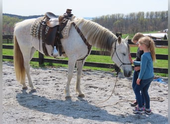 Andalusian, Mare, 14 years, 15,2 hh, Gray