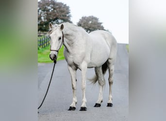 Andalusian, Mare, 14 years, 15,2 hh, Gray