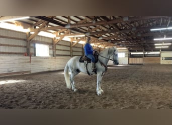 Andalusian Mix, Mare, 14 years, 16 hh, Gray