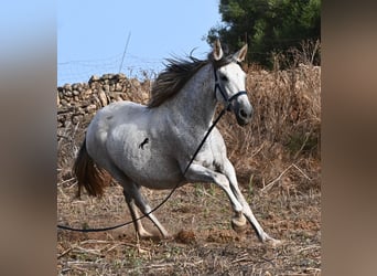 Andalusian, Mare, 14 years, 16 hh, Grey