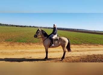 Andalusier, Stute, 14 Jahre, 17,1 hh, Buckskin