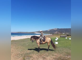 Andalusier, Stute, 14 Jahre, 17,1 hh, Buckskin