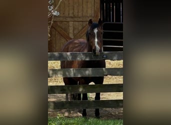 Andalusian, Mare, 15 years, 15.1 hh, Bay